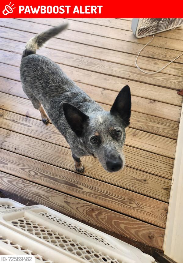 Lost Male Dog last seen Davis Creek and Hanging Dog Road , Cherokee County, NC 28906