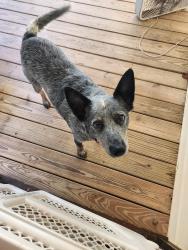 Lost Male Dog last seen Davis Creek and Hanging Dog Road , Cherokee County, NC 28906