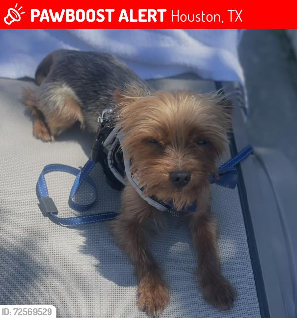 Lost Male Dog last seen Lakewood cove , Houston, TX 77339