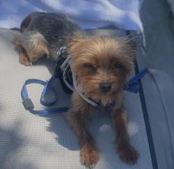 Lost Male Dog last seen Lakewood cove , Houston, TX 77339