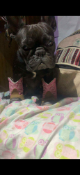 Lost Female Dog last seen Near carpenter rd , Modesto, CA 95358