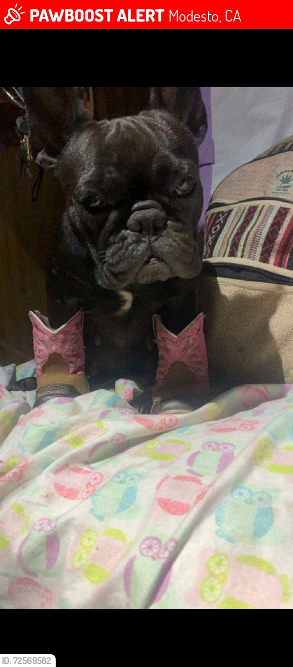 Lost Female Dog last seen Near carpenter rd , Modesto, CA 95358