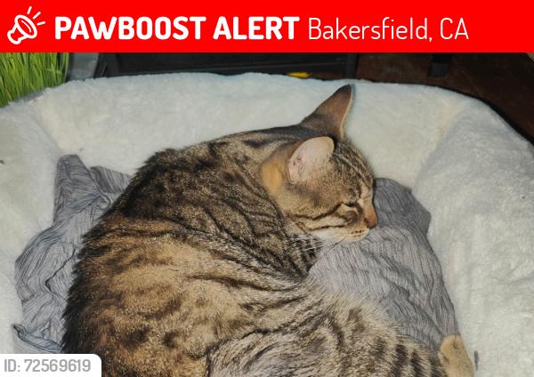 Lost Male Cat last seen Rosedale area; Meacham and jewetta , Bakersfield, CA 93312