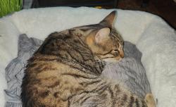 Lost Male Cat last seen Rosedale area; Meacham and jewetta , Bakersfield, CA 93312