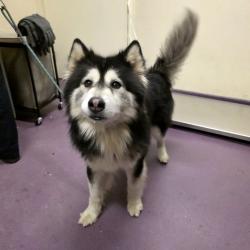 Found/Stray Male Dog last seen Near Delta Avenue, Long Beach, CA, USA, Long Beach, CA 90810
