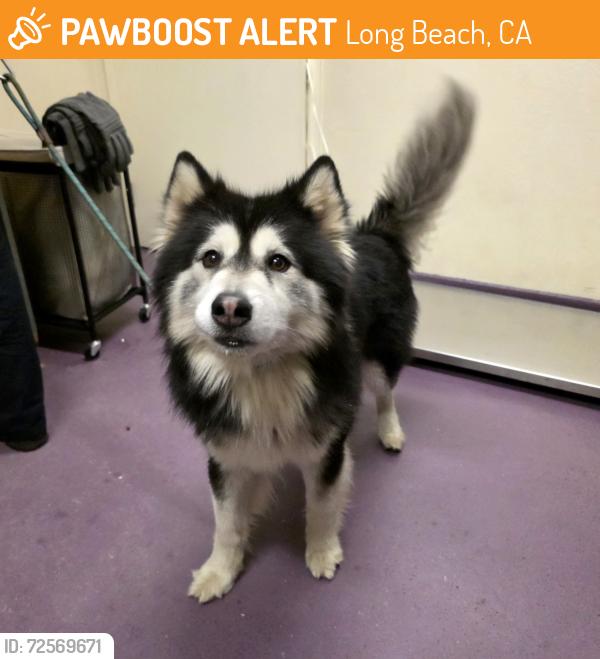 Found/Stray Male Dog last seen Near Delta Avenue, Long Beach, CA, USA, Long Beach, CA 90810