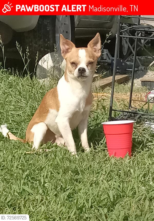 Lost Male Dog last seen Hwy 411 County line, Madisonville, TN 37354