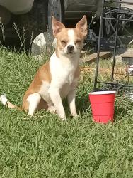Lost Male Dog last seen Hwy 411 County line, Madisonville, TN 37354