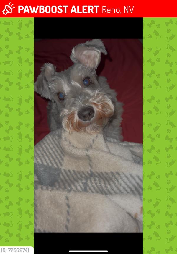 Lost Male Dog last seen Sky Summit Ridge Rd near 7-11, Reno, NV 89523
