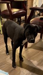 Lost Female Dog last seen Wooten Road/Bells Ferry, Canton, GA 30114