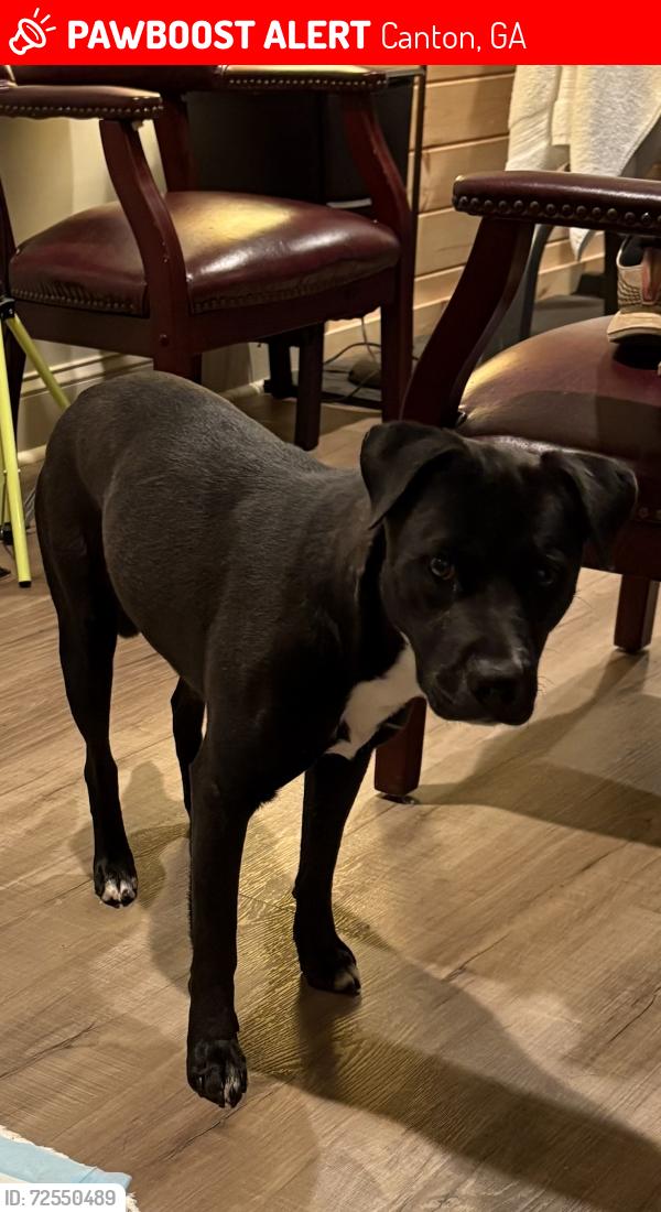 Lost Female Dog last seen Wooten Road/Bells Ferry, Canton, GA 30114