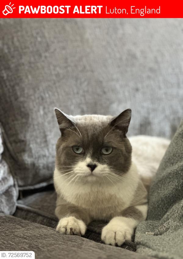 Lost Male Cat last seen Poynters Road, Luton, England 