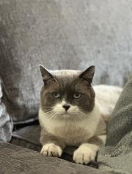 Lost Male Cat last seen Poynters Road, Luton, England 