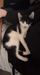 Lost Male Cat last seen Logan st circleville ohio , Circleville, OH 43113