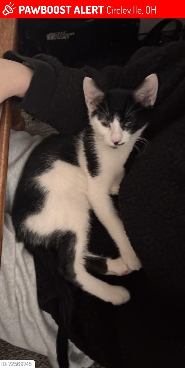 Lost Male Cat last seen Logan st circleville ohio , Circleville, OH 43113