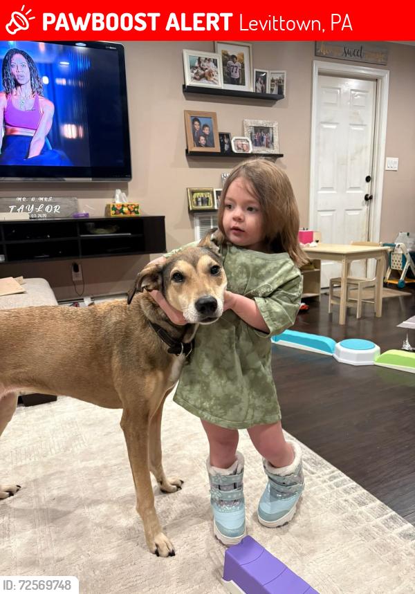 Lost Female Dog last seen Thornridge, Levittown, PA 19054