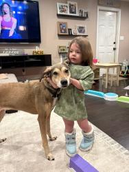 Lost Female Dog last seen Thornridge, Levittown, PA 19054