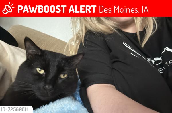 Lost Male Cat last seen Indianola av ,meadowlands Dr. Des Moines iowa, Des Moines, IA 50320