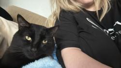 Lost Male Cat last seen Indianola av ,meadowlands Dr. Des Moines iowa, Des Moines, IA 50320
