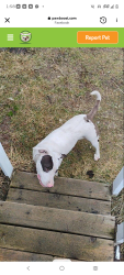 Lost Female Dog last seen Hackett ahern, Klamath County, OR 97739