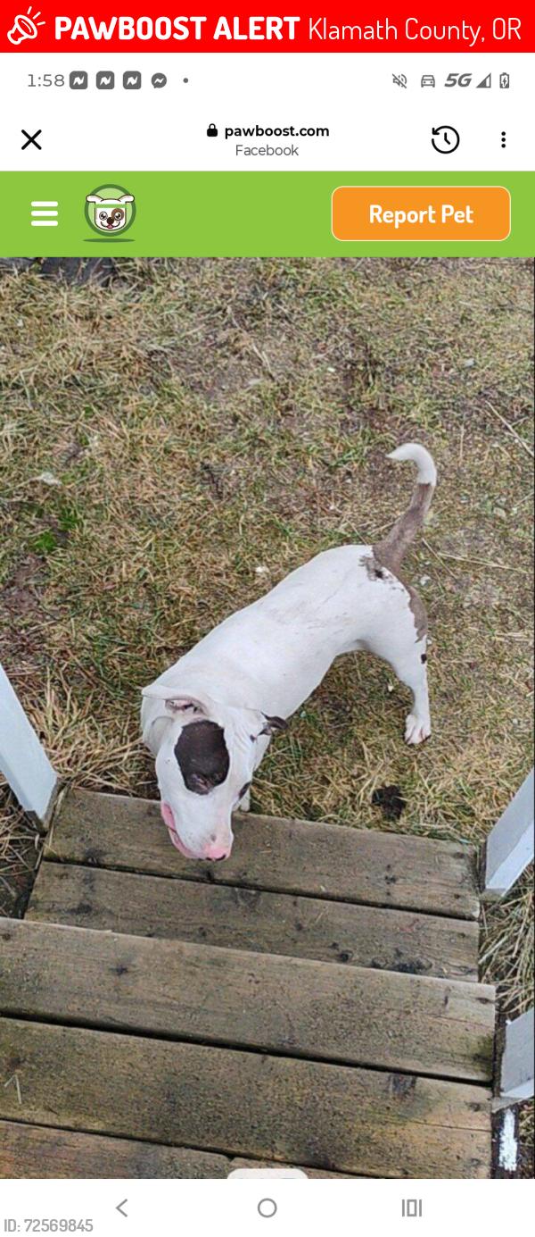 Lost Female Dog last seen Hackett ahern, Klamath County, OR 97739