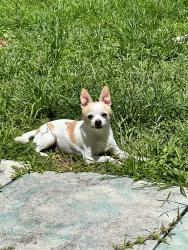 Lost Male Dog last seen Ne 34th Lane , Oakland Park, FL 33334