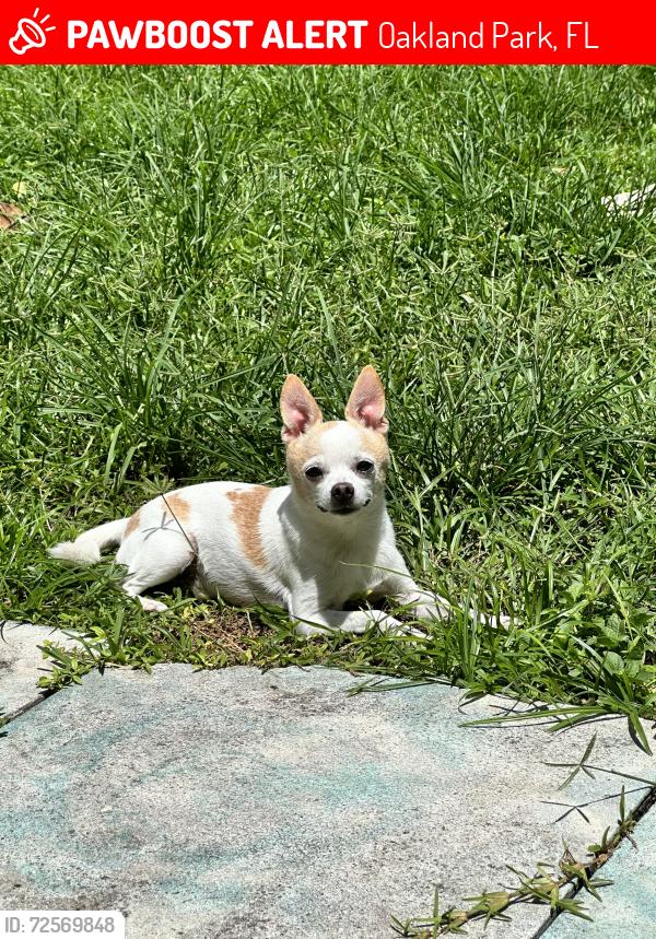 Lost Male Dog last seen Ne 34th Lane , Oakland Park, FL 33334