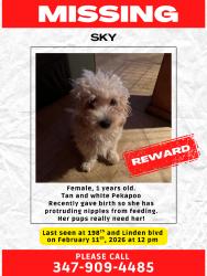 Reunited Female Dog last seen 116-22 199th St, Jamaica, NY 11412, USA, Queens, NY 11412