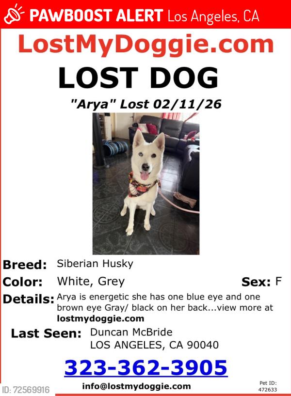 Lost Female Dog last seen Olympic and Arizona, Los Angeles, CA 90023