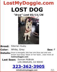 Lost Female Dog last seen Olympic and Arizona, Los Angeles, CA 90023