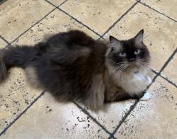 Lost Male Cat last seen Morningside, alder lane , Morningside, QLD 4170
