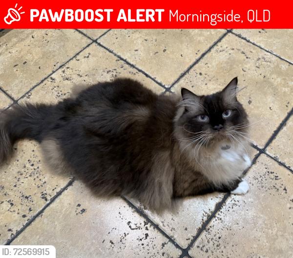 Lost Male Cat last seen Morningside, alder lane , Morningside, QLD 4170