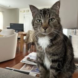 Lost Male Cat last seen Smith Farm Subdivision, Winston-Salem, NC 27107