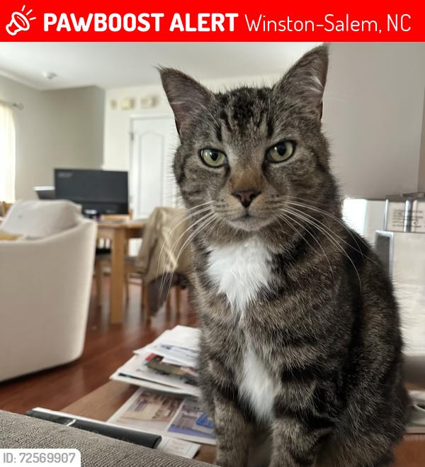 Lost Male Cat last seen Smith Farm Subdivision, Winston-Salem, NC 27107