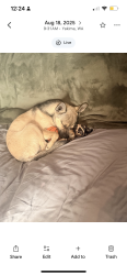 Lost Male Dog last seen Fruitvale , Yakima, WA 98902