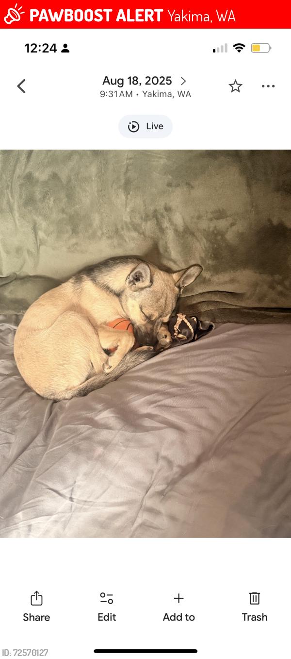 Lost Male Dog last seen Fruitvale , Yakima, WA 98902