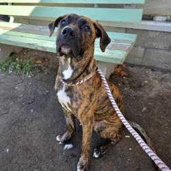 Found/Stray Male Dog last seen Near Olive Ave, Long Beach, CA 90805, Long Beach, CA 90805