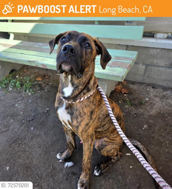 Found/Stray Male Dog last seen Near Olive Ave, Long Beach, CA 90805, Long Beach, CA 90805