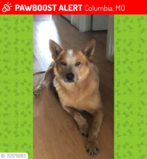 Lost Female Dog last seen Grace Lane, Richland , Columbia, MO 65201