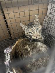 Found/Stray Unknown Cat last seen Fulton St. , Sacramento, CA 95825