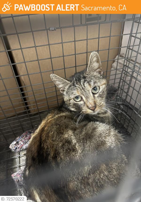 Found/Stray Unknown Cat last seen Fulton St. , Sacramento, CA 95825