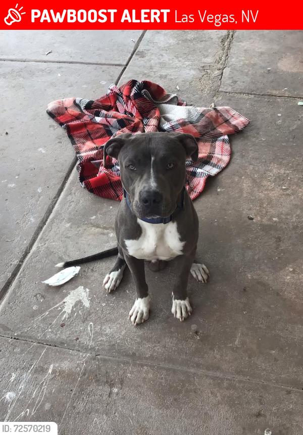 Lost Male Dog last seen  Dean Martin Dr Las Vegas, NV 89141 United States, Las Vegas, NV 89123