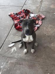 Lost Male Dog last seen  Dean Martin Dr Las Vegas, NV 89141 United States, Las Vegas, NV 89123