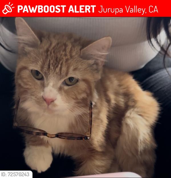 Lost Female Cat last seen Sky Country , Jurupa Valley, CA 91752
