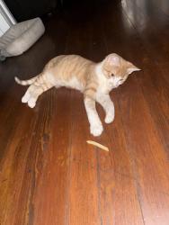 Lost Male Cat last seen Gorman Ave and west Baltimore street , Baltimore, MD 21223