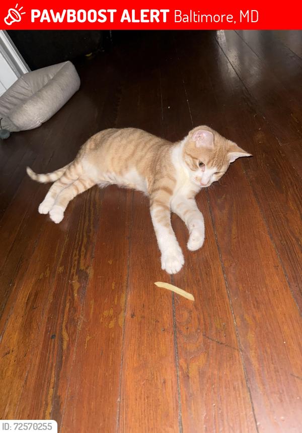 Lost Male Cat last seen Gorman Ave and west Baltimore street , Baltimore, MD 21223