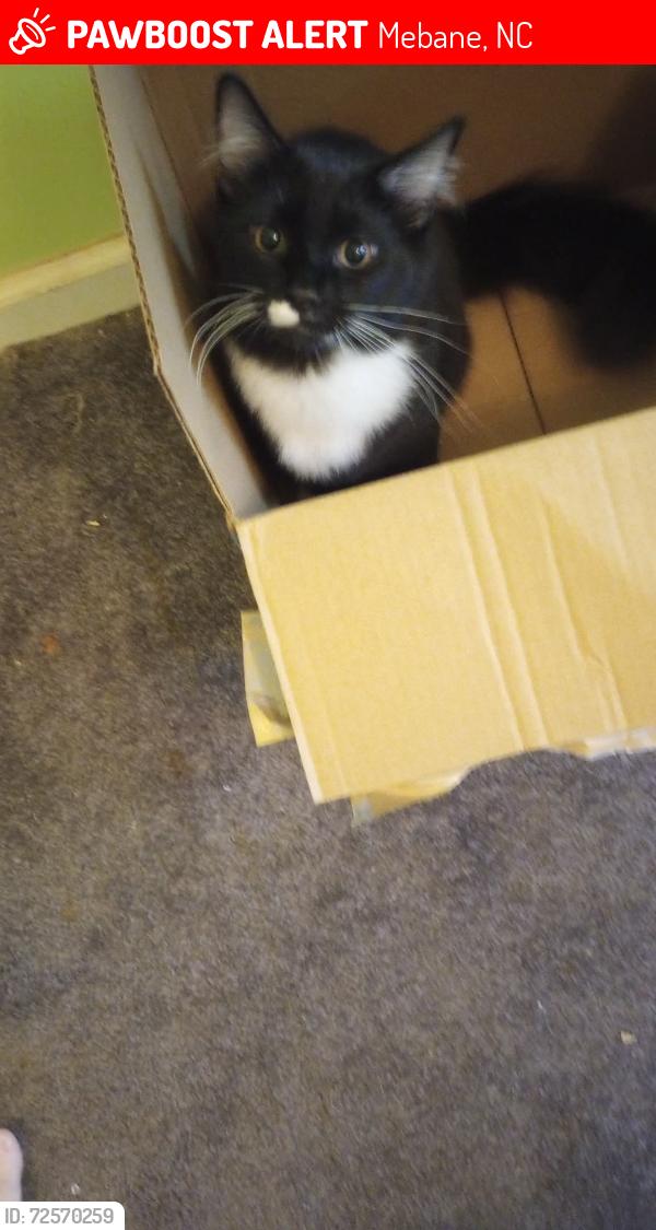 Lost Male Cat last seen Raineywood dr. Mebane Nc , Mebane, NC 27302