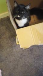 Lost Male Cat last seen Raineywood dr. Mebane Nc , Mebane, NC 27302