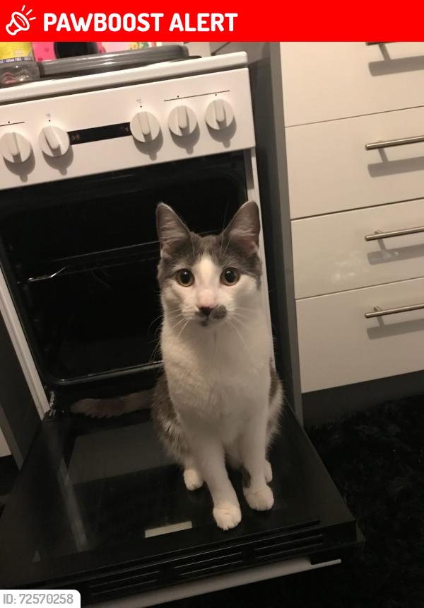 Lost Male Cat last seen Pennyburn squares , Kilwinning, Scotland KA13