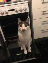 Lost Male Cat last seen Pennyburn squares , Kilwinning, Scotland KA13